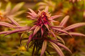 Understanding Marijuana Seeds South Dakota A Complete Guide Understanding Marijuana Seeds South Dakota A Complete Guide